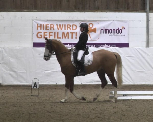 Reitturnier Viernheim 2020