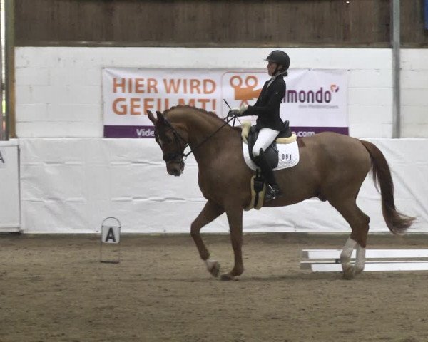 Reitturnier Viernheim 2020