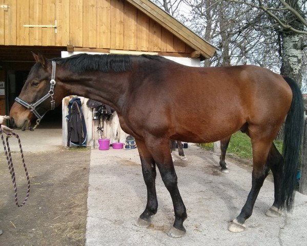 horse Amico Grisu (Oldenburg, 2009, from Atlas Bavaria)