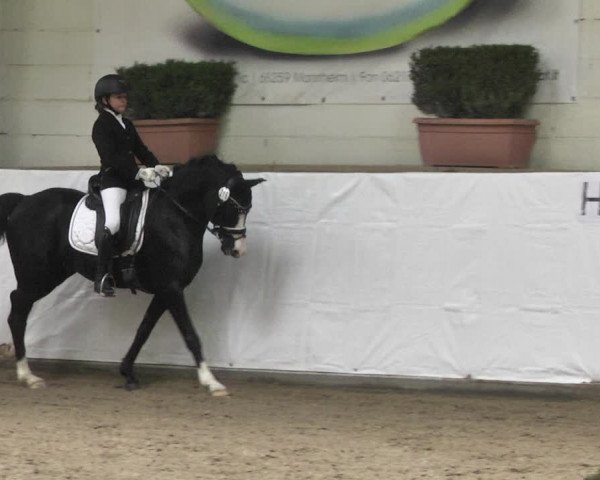 Reitturnier Viernheim 2020