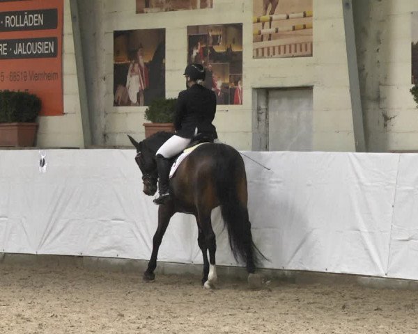Reitturnier Viernheim 2020