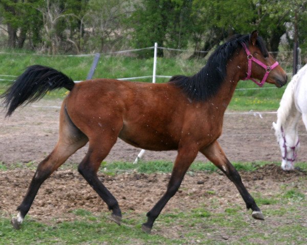 broodmare Dora (German Riding Pony, 2015, from Destino R)