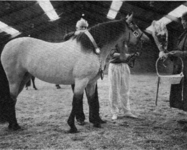 broodmare Frederiksminde Christina (Connemara Pony, 1984, from Earl of Doon)