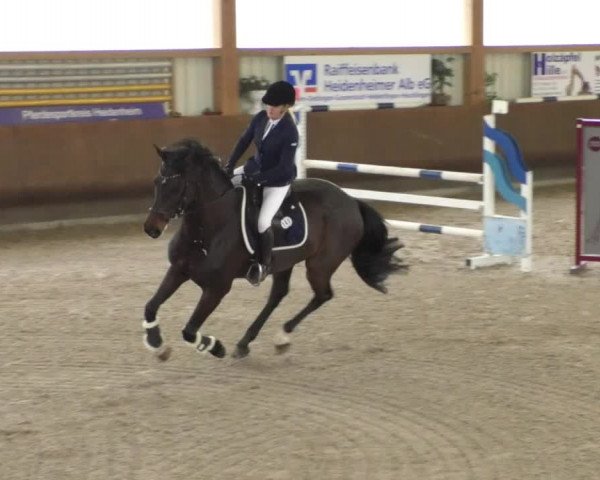 Reitturnier Dettingen 2020