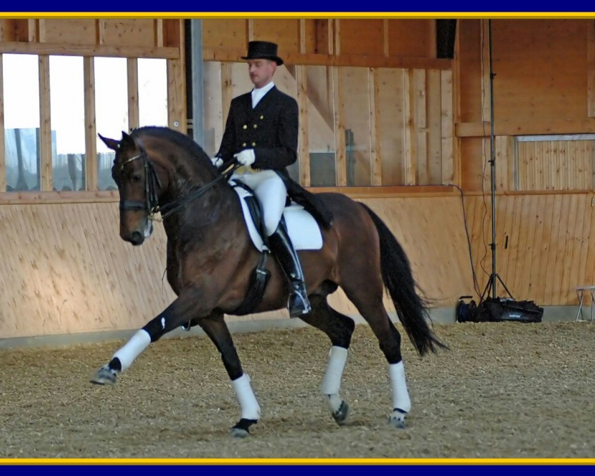 stallion Dumont (Oldenburg, 1999, from De Niro)