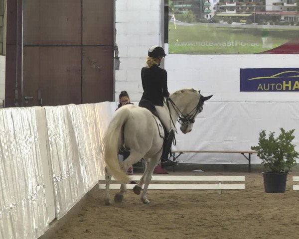 Reitturnier Viernheim 2020