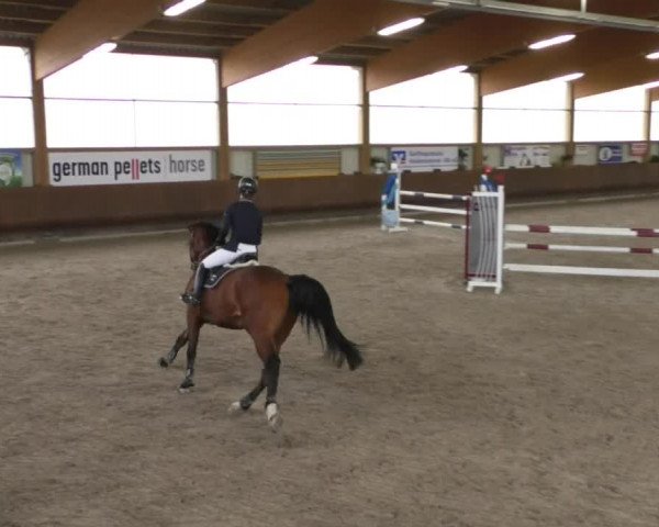 Reitturnier Dettingen 2020