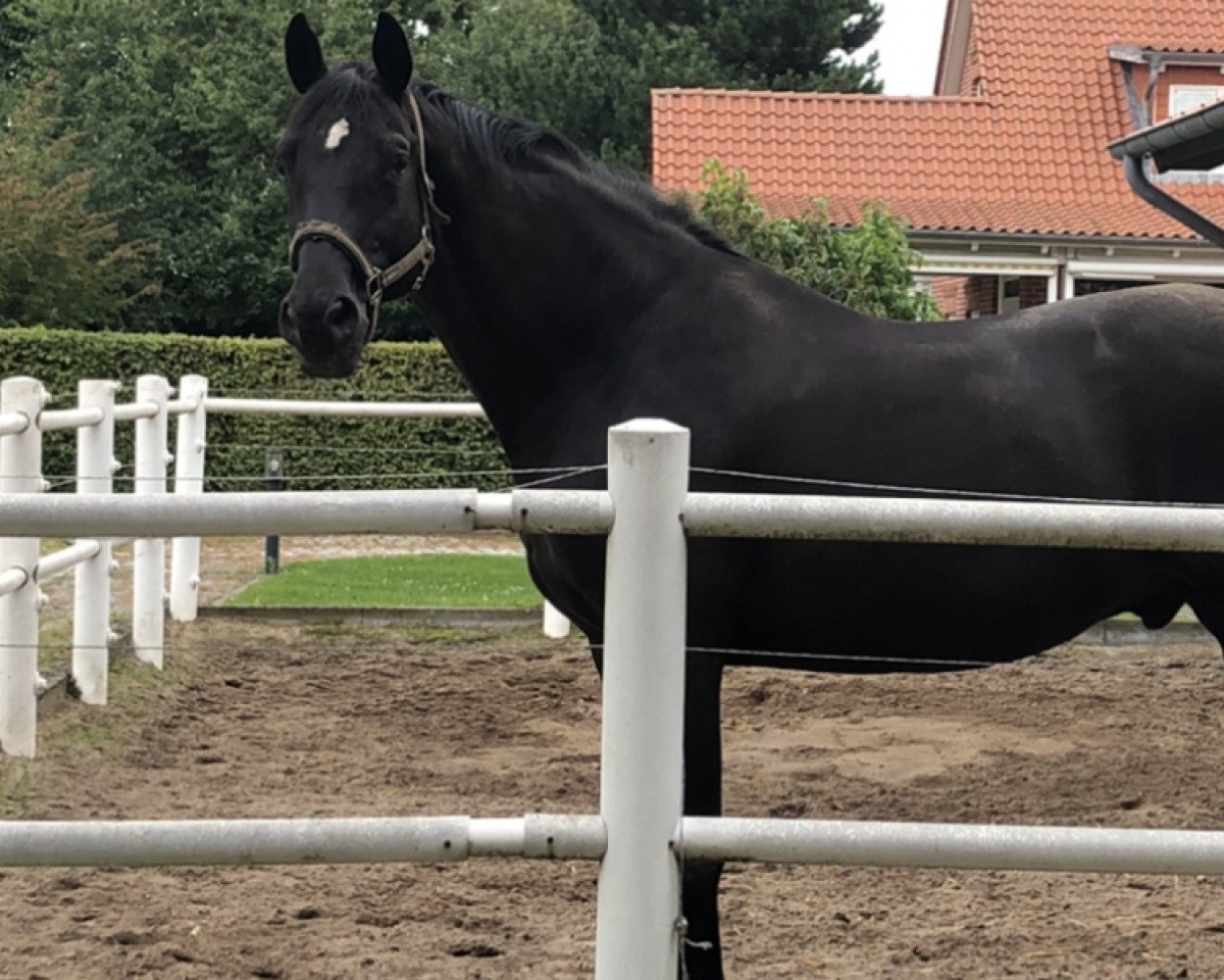stallion San Krotenbach (Trakehner, 2002, from Sixtus)