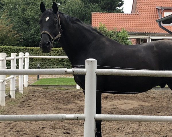 stallion San Krotenbach (Trakehner, 2002, from Sixtus)