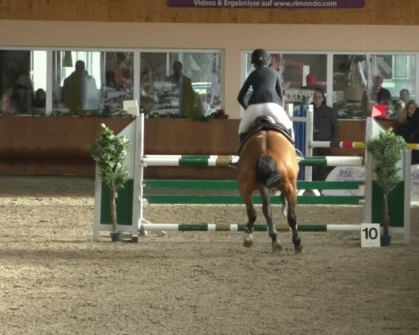 Reitturnier Dettingen 2020