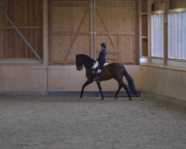 Reitturnier Schenefeld 2020