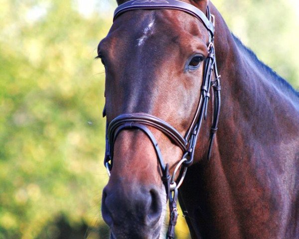 horse Sally (Danish Warmblood, 2004, from Cajus)