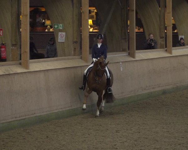 Reitturnier Schenefeld 2020