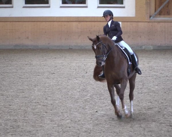 Reitturnier Schenefeld 2020