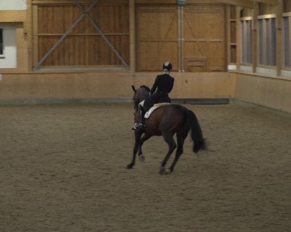 Reitturnier Schenefeld 2020