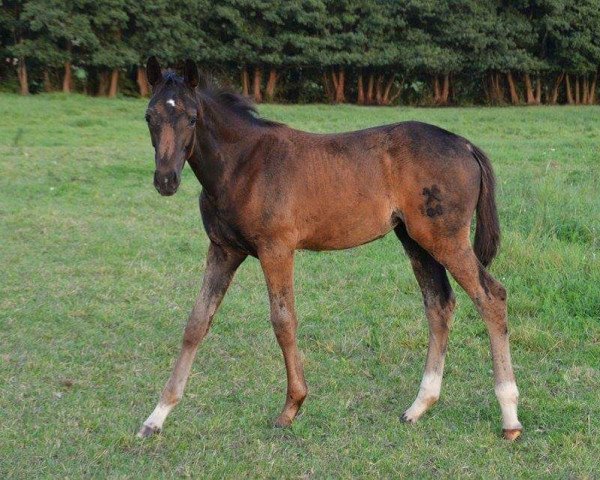 broodmare Dori (Hanoverian, 2015, from Dante Weltino Old)