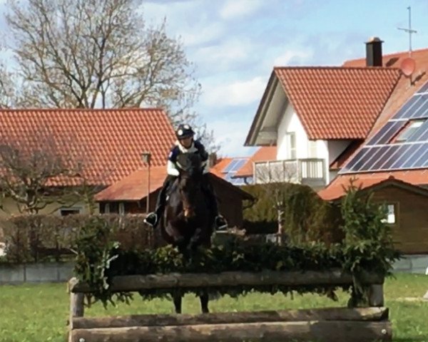 broodmare Cara Vida (Trakehner, 2009, from Songline)