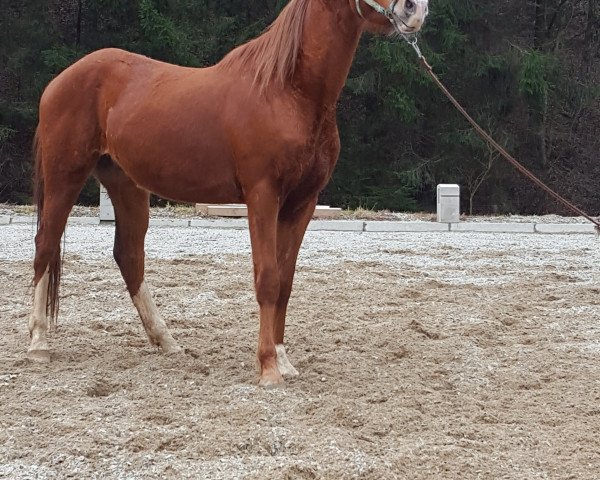 horse Belmondo L (Austrian Warmblood, 2013, from Boris Golden Pacer W)