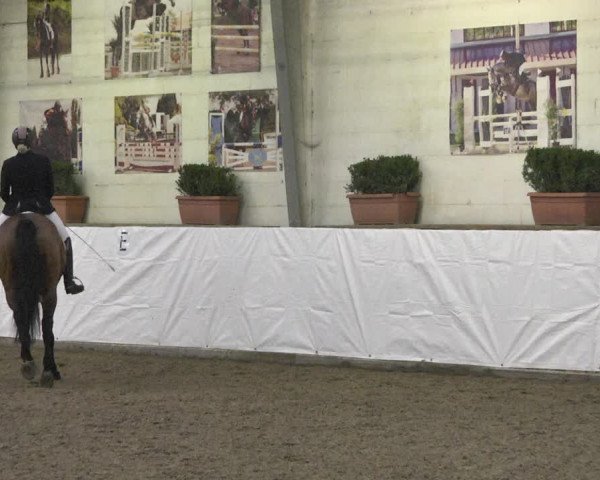 Reitturnier Viernheim 2020