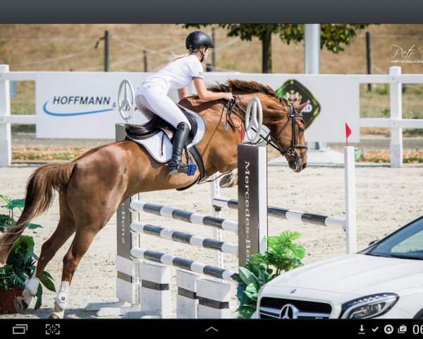 horse Wallach von Cordalme Z (Westphalian,  , from Cordalme Z)