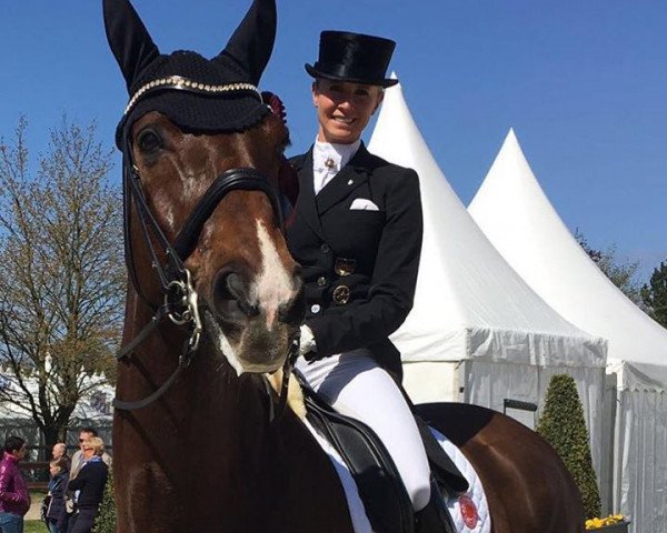 dressage horse Dante's Peak FRH (Hanoverian, 2005, from Dimaggio)