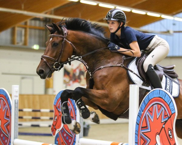 jumper Nektric VEC (Holsteiner, 2013, from Nekton)