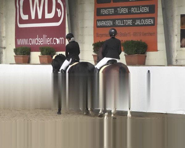 Reitturnier Viernheim 2020
