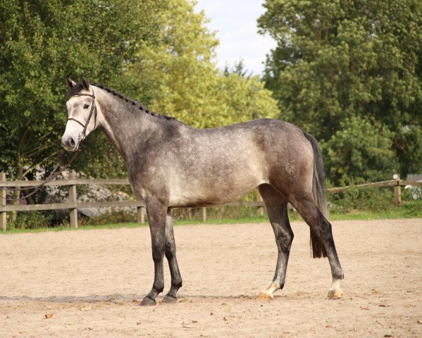 Springpferd Caja 47 (Westfale, 2016, von Congress)