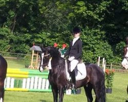 dressage horse Aquarell D (Westphalian, 2008, from Arpeggio)