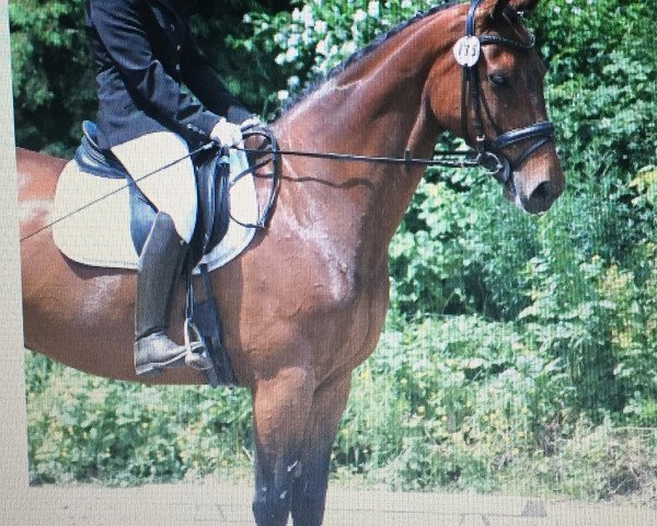 horse Freeman 52 (Hessian Warmblood, 2000, from Freshman)