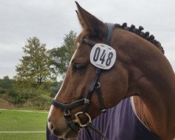 jumper Belissimo's Pleasure T (Hanoverian, 2008, from Belissimo NRW)