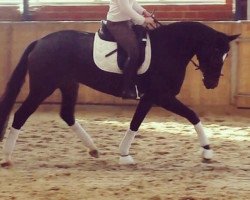 dressage horse Calea de Lumina (Oldenburg, 2010, from Christ)