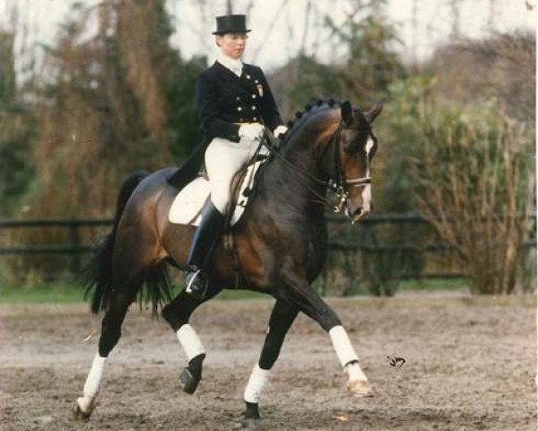 Deckhengst Allegretto (Schwedisches Warmblut, 1982, von Kaliber)