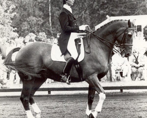 Horse Duco (KWPN (Dutch Warmblood), 1971, from Duc de Normandie (Styx))
