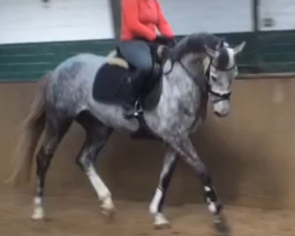 dressage horse SH Sanssouci (Oldenburg, 2011, from Fürst Wilhelm)