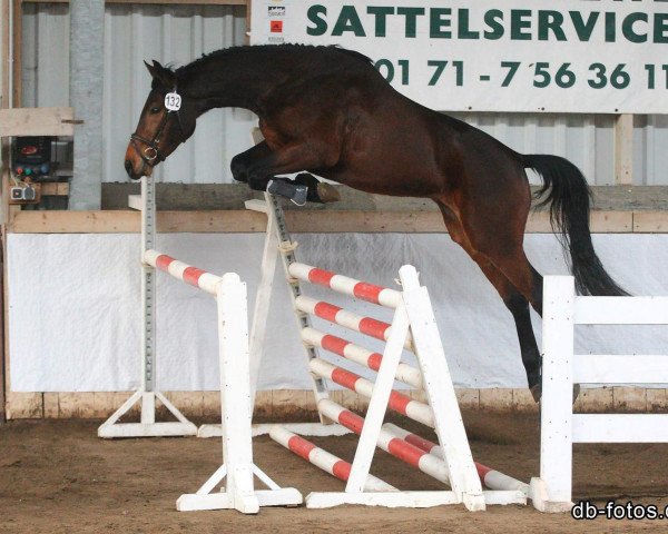 dressage horse Lord Lehnbach (German Sport Horse, 2009, from Lehnbach) dressage horse Lord Lehnbach (German Sport Horse, 2009, from Lehnbach)