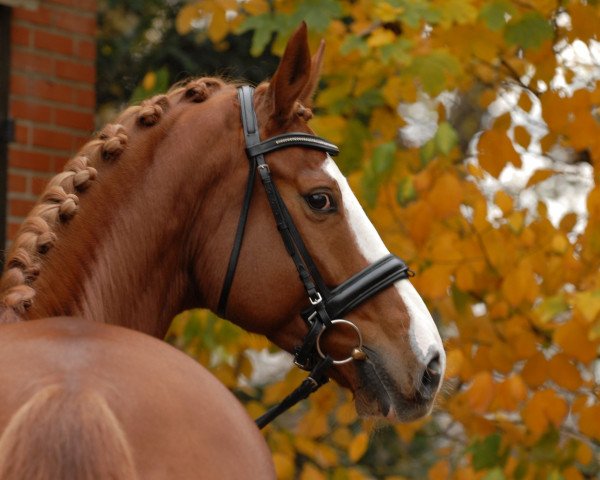 horse Lombady K (Oldenburg, 2004, from Londonderry)