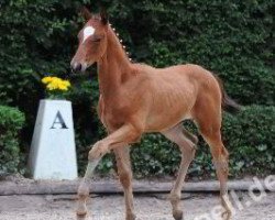 dressage horse Fahrenkrog (Trakehner, 2011, from Titiano)