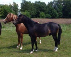 dressage horse Big Dream (Welsh-Pony (Section B), 2013, from Beach Boy)