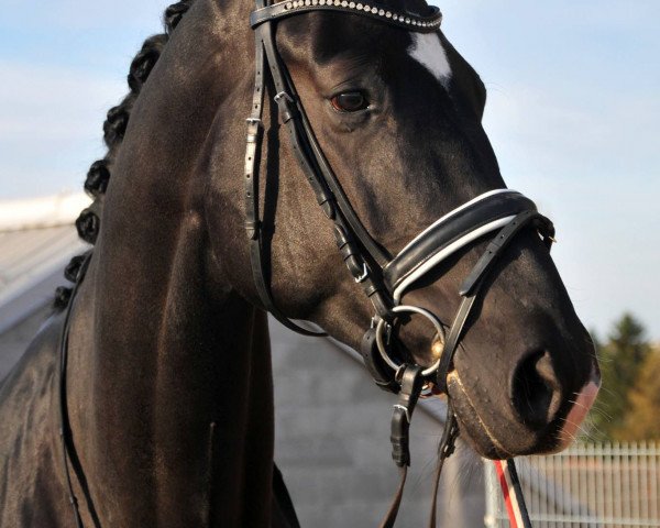 broodmare Haifa (Hanoverian, 2009, from Hochadel)
