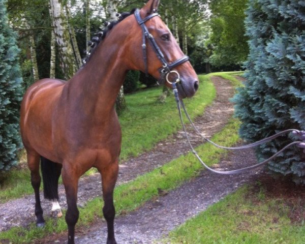 jumper Barilla (German Riding Pony, 2003, from Brillant)