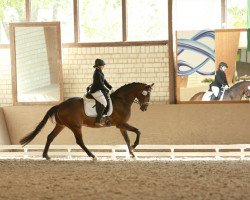 dressage horse Domizio (Rhinelander, 2011, from Demirel)