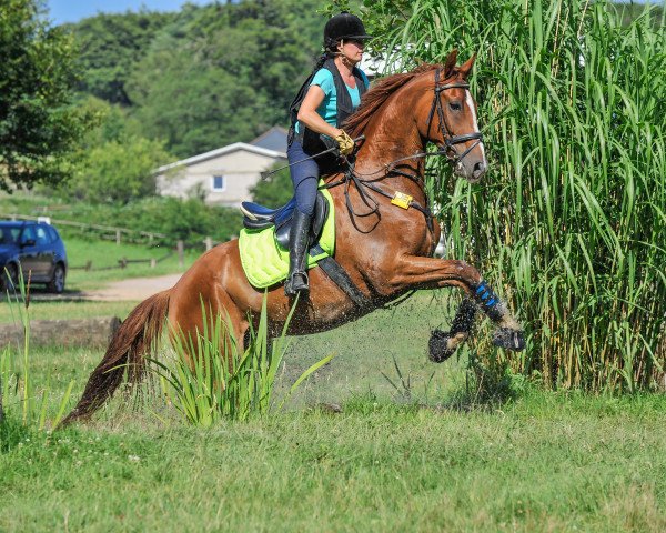 dressage horse Royal Dancer 36 (Hanoverian, 2008, from Royal Blend)