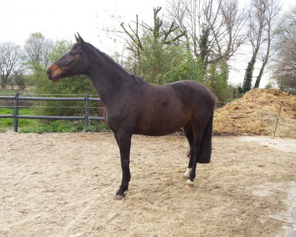 broodmare Forjuta 2 (Trakehner, 2004, from Kapriolan F)