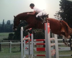 jumper Calimero (KWPN (Royal Dutch Sporthorse), 2005, from Charleston)