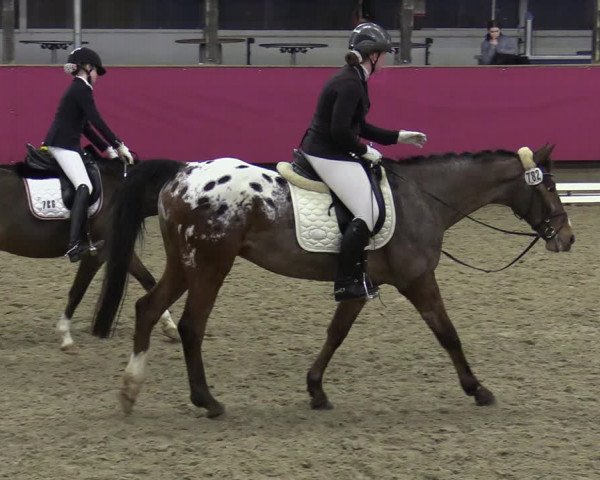 Reitturnier Vlotho-Exter 2020