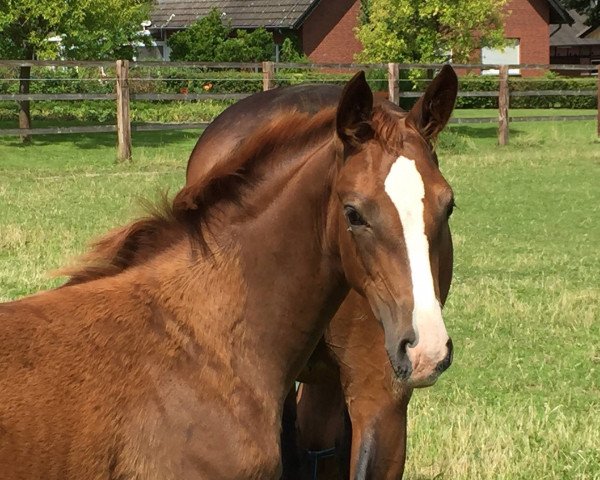broodmare QUEEN-STREET (Westphalian, 2015, from Quaterback)