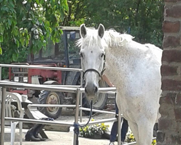 horse Pro-Euro (unknown, 1997)