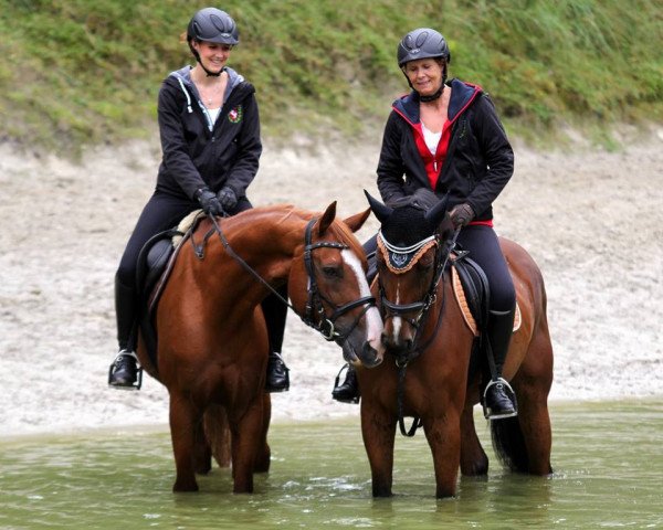 dressage horse Remington 67 (Rhinelander, 2009, from Rilke) dressage horse Remington 67 (Rhinelander, 2009, from Rilke)