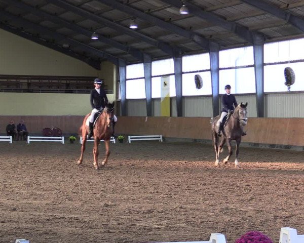 Reitturnier Frechen-Grefrath - Sonnenhof 2021